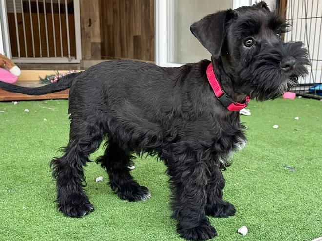 Zwergschnauzer Welpe kaufen