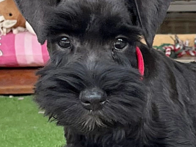 Zwergschnauzer Welpe kaufen