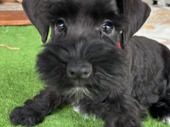 Zwergschnauzer Welpe kaufen