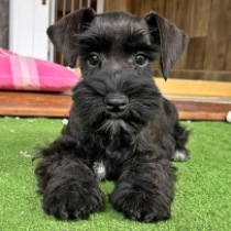 Huppy, black particolor Miniature Schnauzer for sale