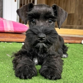 Zwergschnauzer Welpe kaufen