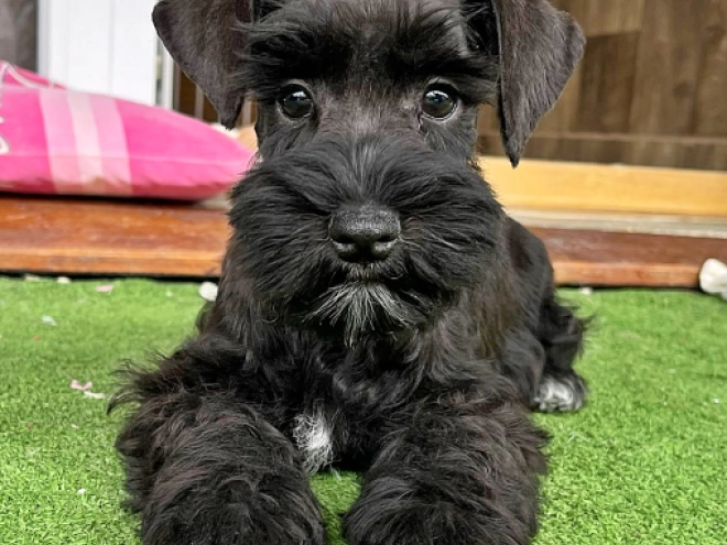 Zwergschnauzer Welpe kaufen