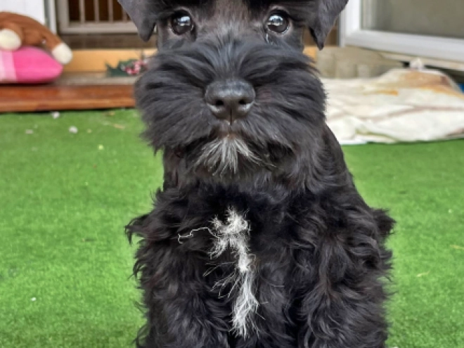 Zwergschnauzer Welpe kaufen