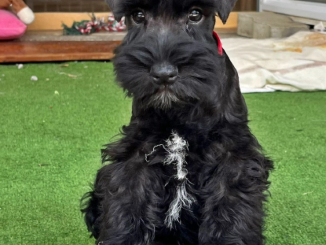 Zwergschnauzer Welpe kaufen