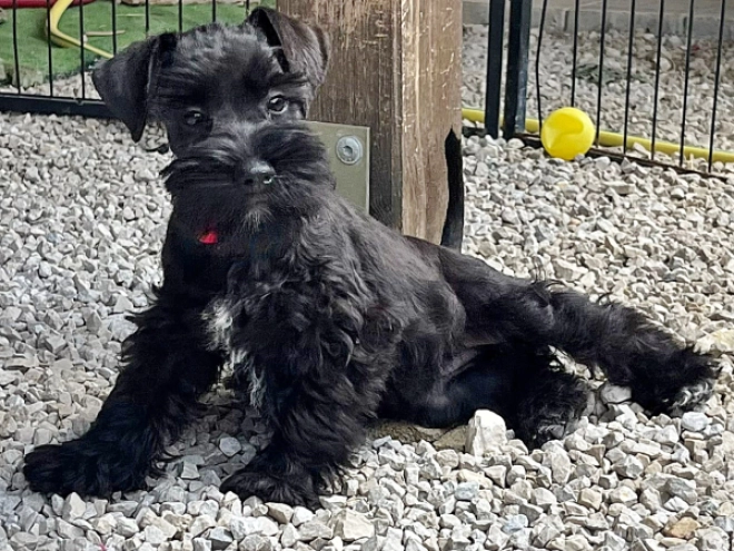 Zwergschnauzer Welpe kaufen