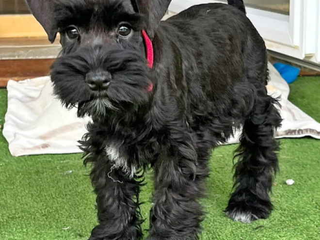 Zwergschnauzer Welpe kaufen