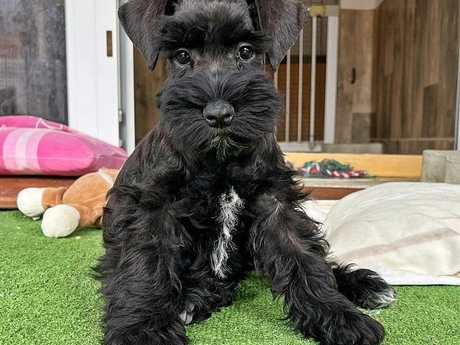 Zwergschnauzer Welpe kaufen