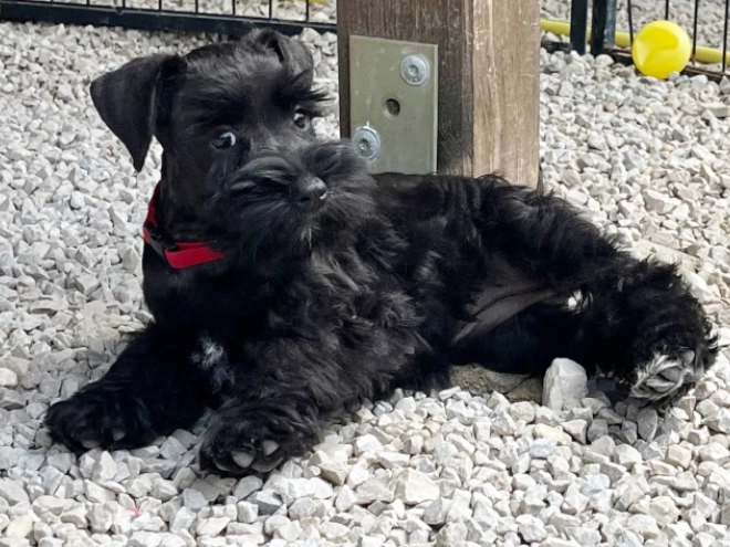 Zwergschnauzer Welpe kaufen