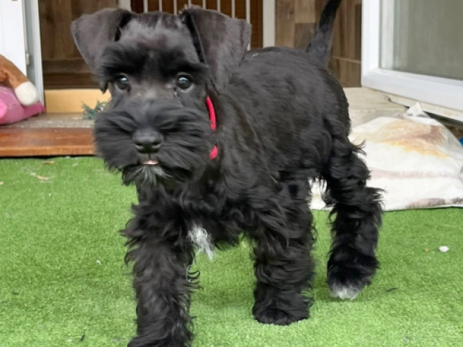 Zwergschnauzer Welpe kaufen