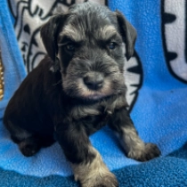 Freya Stark, black and silver Zwergschnauzer Welpen kaufen