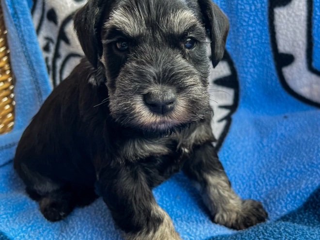 Miniature Schnauzer puppy for sale