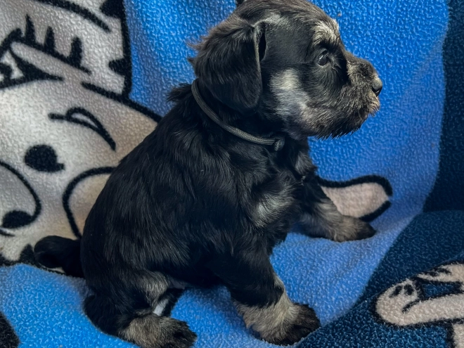 Miniature Schnauzer puppy for sale