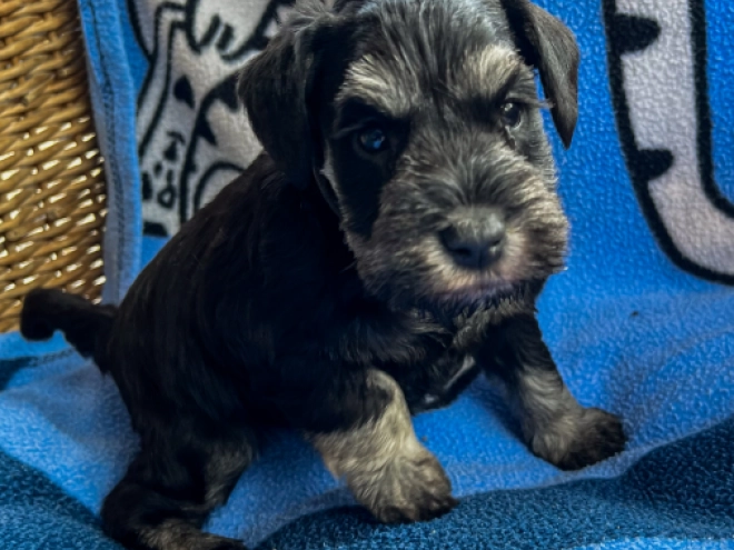 Miniature Schnauzer puppy for sale