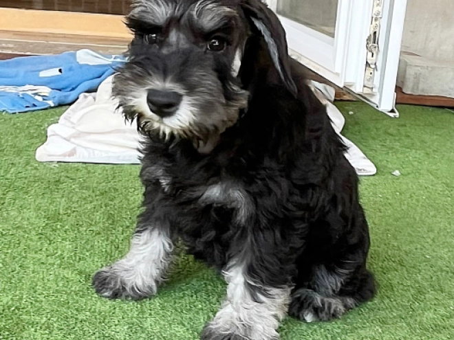 Miniature Schnauzer puppy for sale