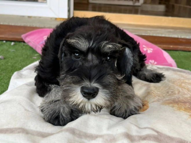 Miniature Schnauzer puppy for sale