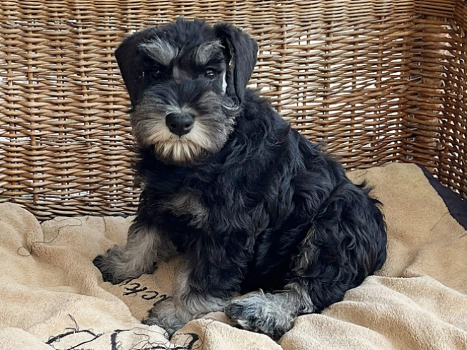 Miniature Schnauzer puppy for sale