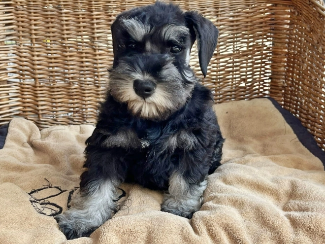 Miniature Schnauzer puppy for sale