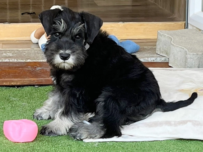Miniature Schnauzer puppy for sale