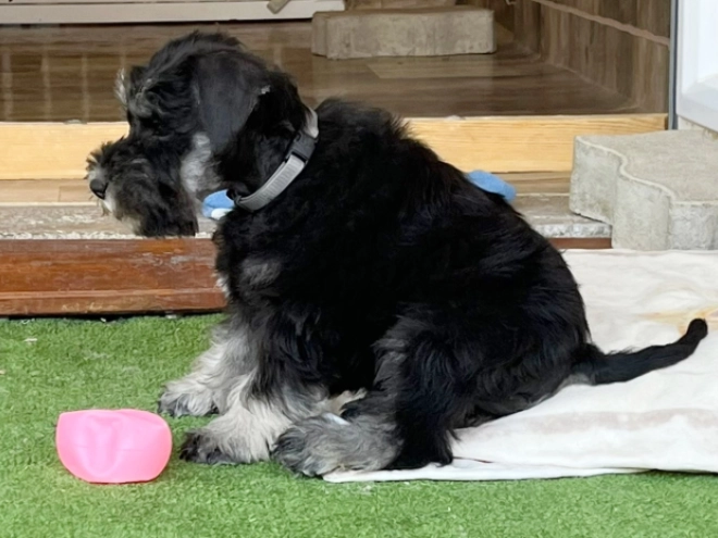 Miniature Schnauzer puppy for sale