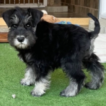 Freya Stark, black and silver Zwergschnauzer Welpen kaufen
