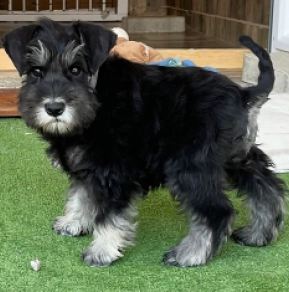 Perros Schnauzer Miniatura en venta