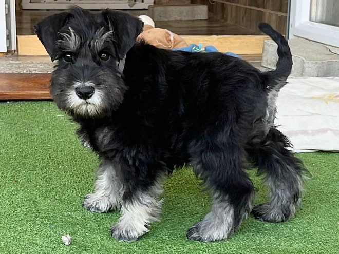 Miniature Schnauzer puppy for sale
