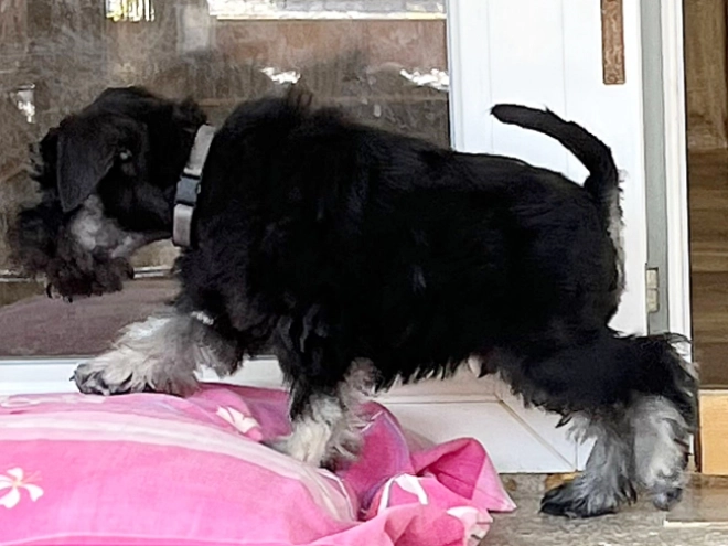 Miniature Schnauzer puppy for sale