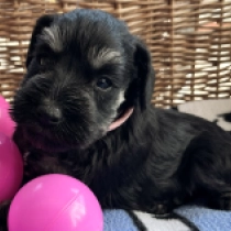 Magellan, black and silver Miniature Schnauzer for sale