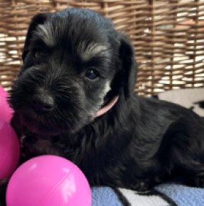Perros Schnauzer Miniatura en venta