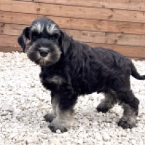 Marco Polo, black and silver Zwergschnauzer Welpen kaufen
