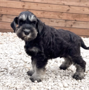 Marco Polo, black and silver Miniature Schnauzer for sale