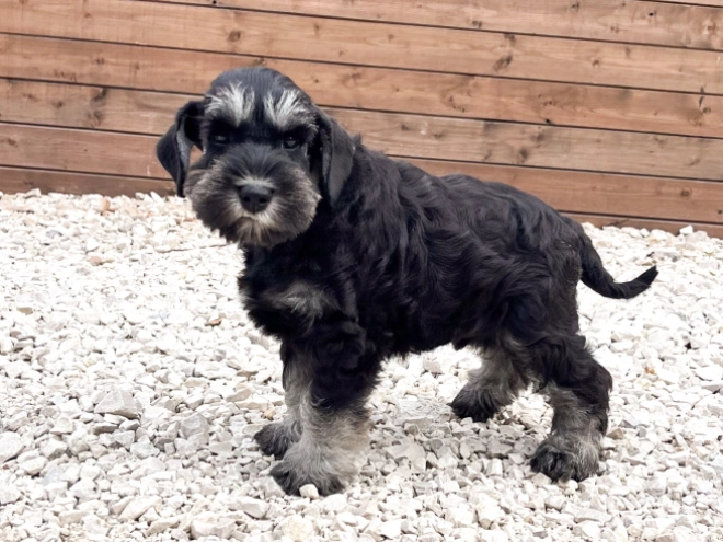 Perros Schnauzer Miniatura en venta
