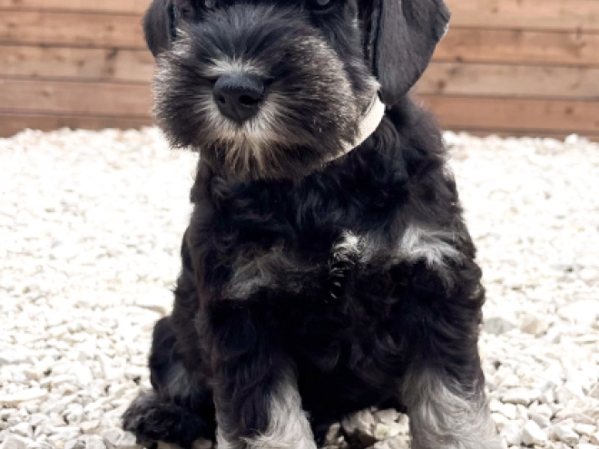 Perros Schnauzer Miniatura en venta
