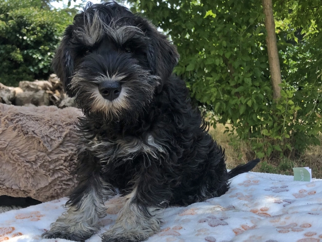Perros Schnauzer Miniatura en venta