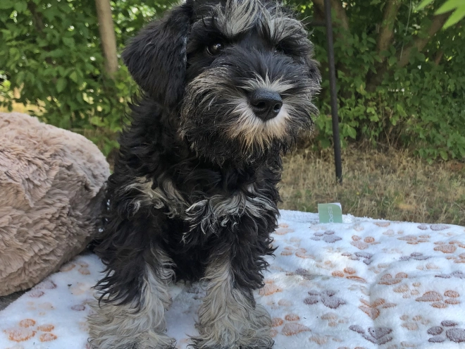 Perros Schnauzer Miniatura en venta
