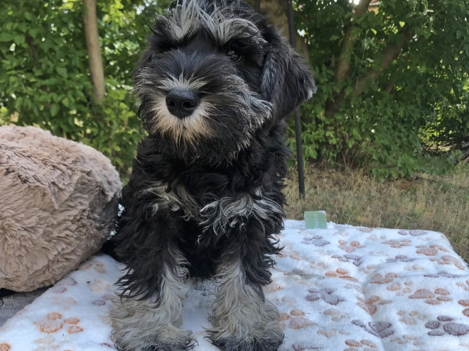 Perros Schnauzer Miniatura en venta