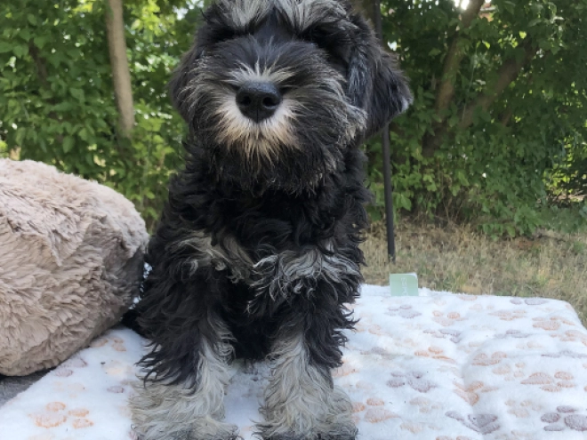 Perros Schnauzer Miniatura en venta