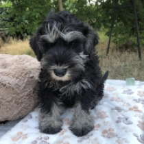 Marco Polo, black and silver Miniature Schnauzer for sale