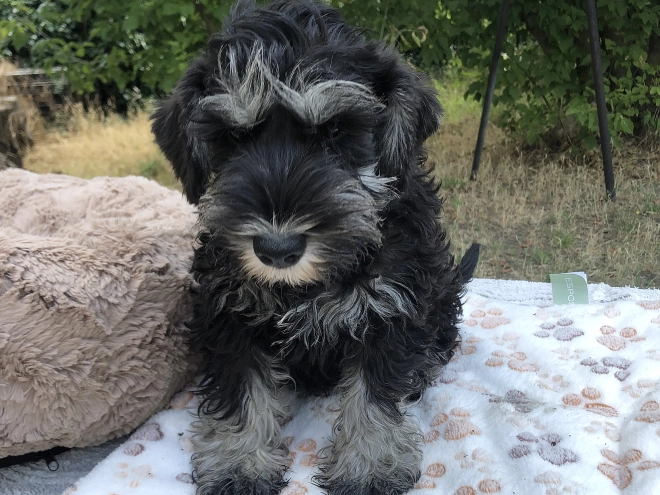 Perros Schnauzer Miniatura en venta