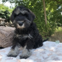 Marco Polo, black and silver Schnauzer Miniatura en venta