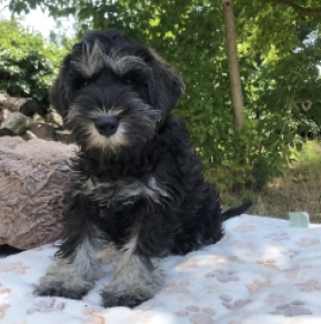 Marco Polo, black and silver Schnauzer Miniatura en venta