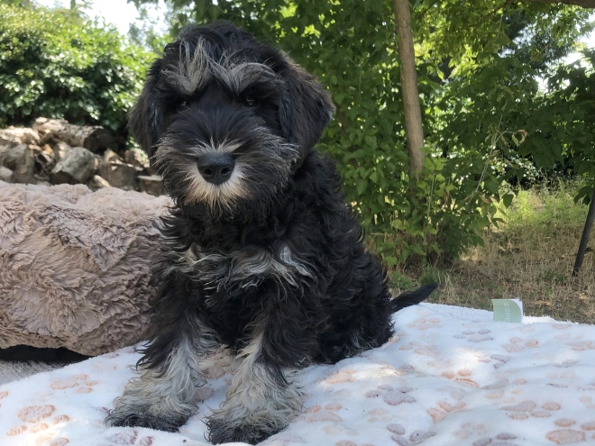 Perros Schnauzer Miniatura en venta