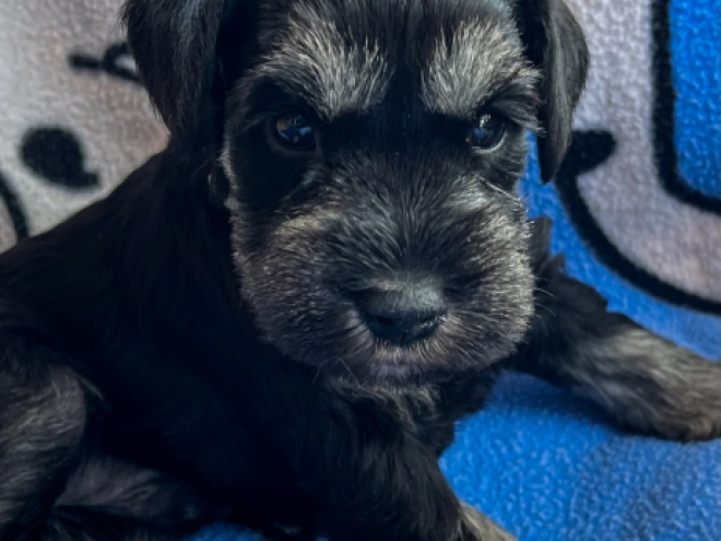Perros Schnauzer Miniatura en venta