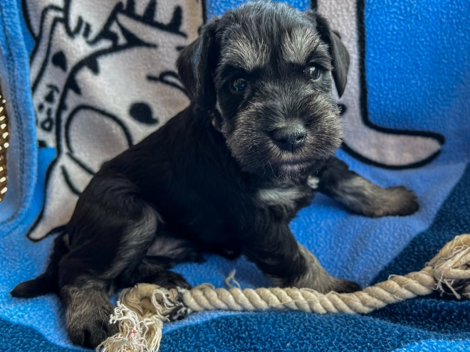 Perros Schnauzer Miniatura en venta
