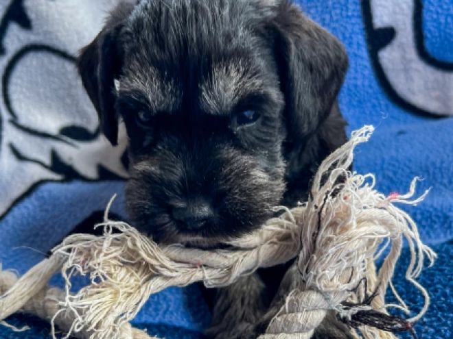 Perros Schnauzer Miniatura en venta