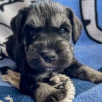 Marco Polo, black and silver Zwergschnauzer Welpen kaufen