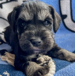 Zwergschnauzer Welpe kaufen