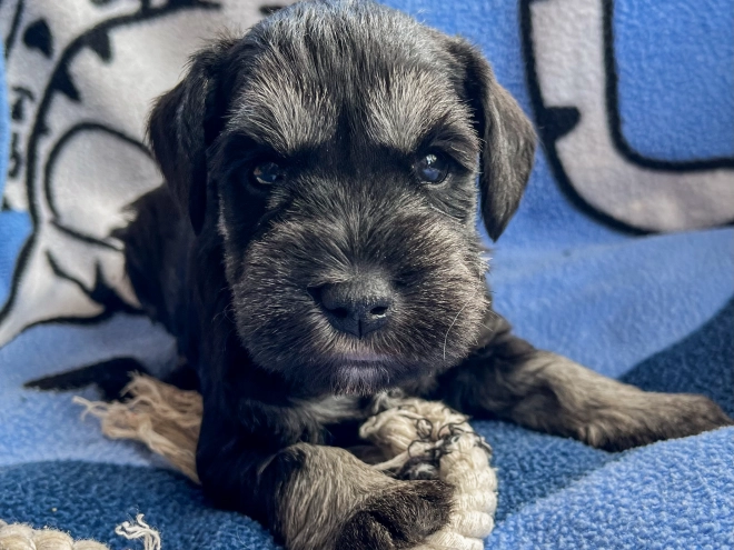 Perros Schnauzer Miniatura en venta