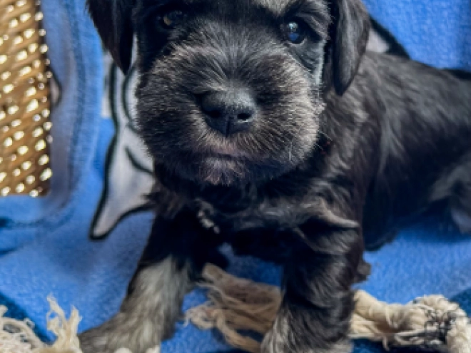Perros Schnauzer Miniatura en venta