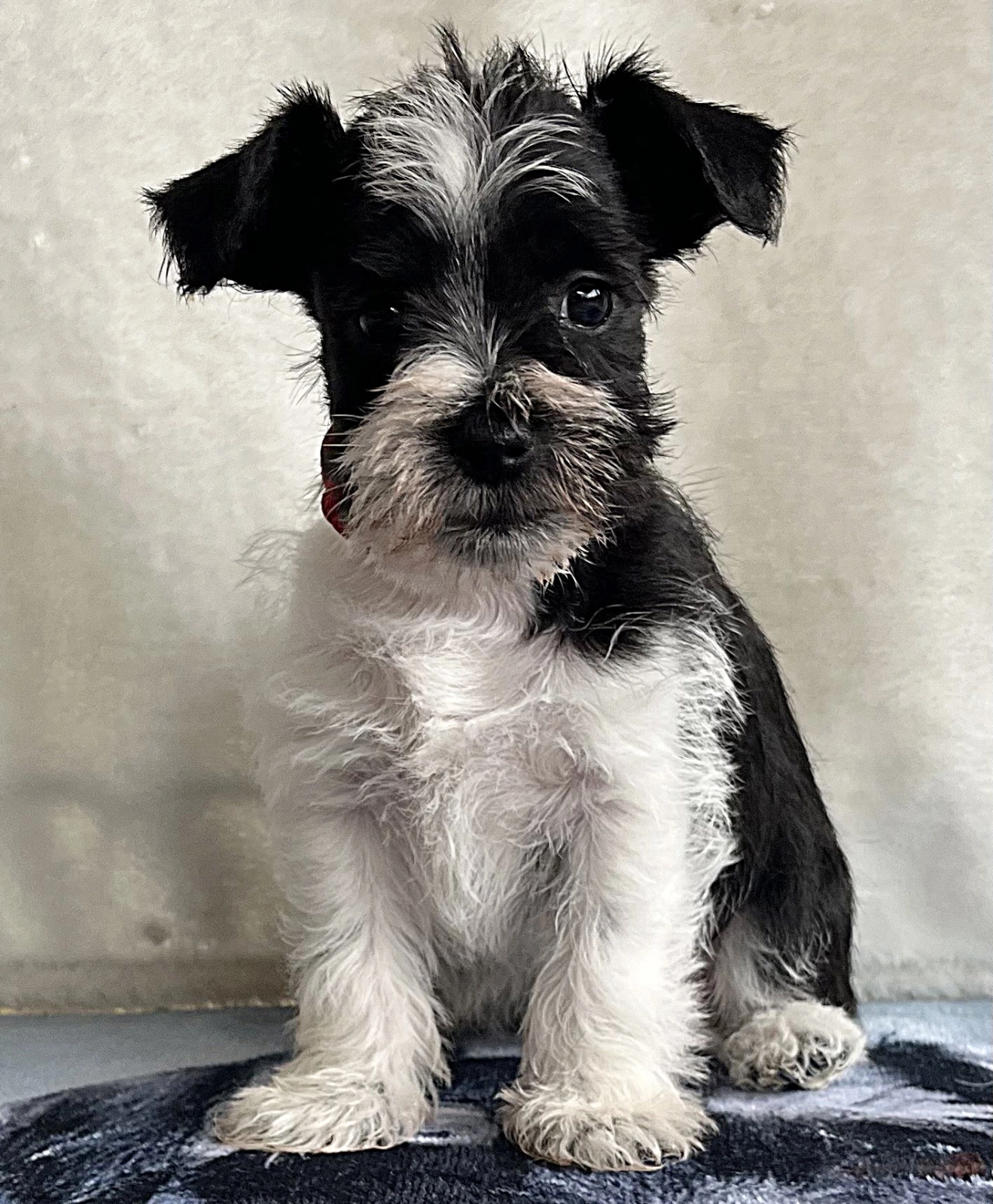 Ketlin American Schnauzer Miniature Schnauzer Puppy for sale